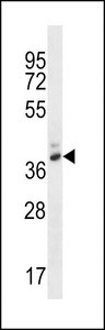 PGA4 Antibody - PGA4 Antibody western blot of WiDr cell line lysates (35 ug/lane). The PGA4 antibody detected the PGA4 protein (arrow).
