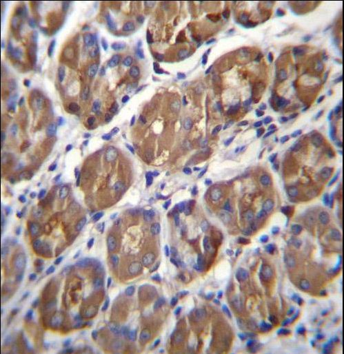 PGA4 Antibody - PGA4 Antibody immunohistochemistry of formalin-fixed and paraffin-embedded human stomach tissue followed by peroxidase-conjugated secondary antibody and DAB staining.