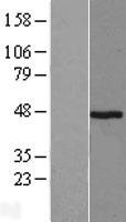PGA4 Protein - Western validation with an anti-DDK antibody * L: Control HEK293 lysate R: Over-expression lysate