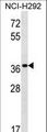 PGA5 / Pepsin A Antibody - PGA5 Antibody western blot of NCI-H292 cell line lysates (35 ug/lane). The PGA5 antibody detected the PGA5 protein (arrow).