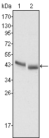 PGA5 / Pepsin A Antibody - Western blot using PGA5 mouse monoclonal antibody against HepG2 (1) and SMMC-7721 (2) cell lysate.