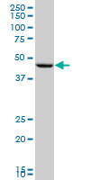 PGA5 / Pepsin A Antibody - PGA5 monoclonal antibody (M02), clone 4G9 Western Blot analysis of PGA5 expression in HepG2.