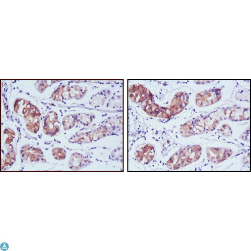 PGA5 / Pepsin A Antibody - Western Blot (WB) analysis using PGA5 Monoclonal Antibody against HepG2 (1) and SMMC-7721 (2) cell lysate.