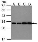 PGAM1 Antibody - Sample (30 ug of whole cell lysate). A:293T, B: A431 , C: JurKat, D: Raji. 12% SDS PAGE. PGAM1 antibody diluted at 1:1000.