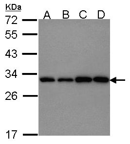 PGAM1 Antibody - Sample (30 ug of whole cell lysate). A:293T, B: A431 , C: JurKat, D: Raji. 12% SDS PAGE. PGAM1 antibody diluted at 1:1000.
