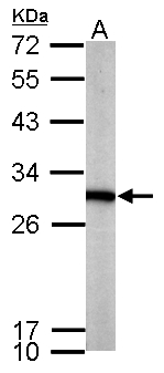 PGAM1 Antibody - Sample (50 ug of whole cell lysate). A: mouse brain. 12% SDS PAGE. PGAM1 antibody diluted at 1:1000.