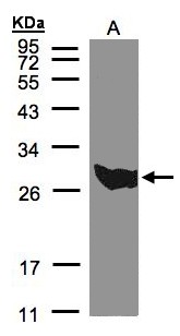 PGAM1 Antibody - Sample (30 ug of whole cell lysate). A:293T. 12% SDS PAGE. PGAM1 antibody diluted at 1:500