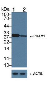 PGAM1 Antibody - Knockout Varification: Lane 1: Wild-type A431 cell lysate; Lane 2: PGAM1 knockout A431 cell lysate; Predicted MW: 29kDa Observed MW: 29kDa Primary Ab: 1µg/ml Rabbit Anti-Human PGAM1 Antibody Second Ab: 0.2µg/mL HRP-Linked Caprine Anti-Rabbit IgG Polyclonal Antibody