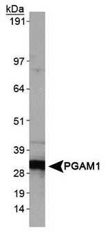 PGAM1 Antibody - Western Blot: PGAM1 Antibody - Analysis of PGAM1 in Jurkat whole cell extracts.  This image was taken for the unconjugated form of this product. Other forms have not been tested.