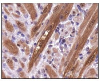 PGAM1 Antibody - Immunohistochemistry: PGAM1 Antibody - Analysis of PGAM1 in mouse tongue.  This image was taken for the unconjugated form of this product. Other forms have not been tested.