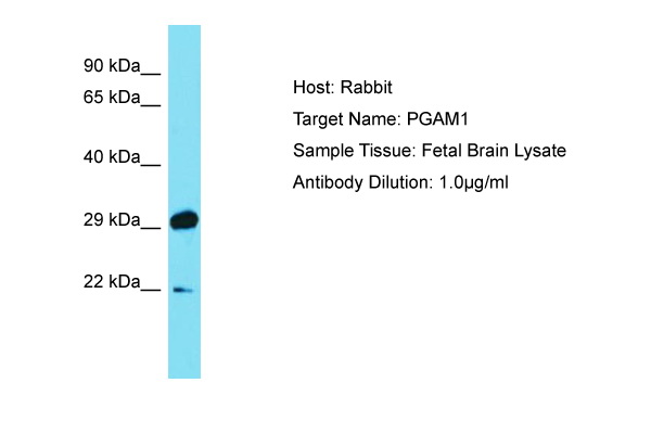 PGAM1 Antibody -  This image was taken for the unconjugated form of this product. Other forms have not been tested.