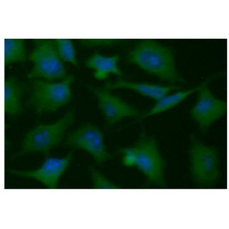 PGAM1 Antibody - ICC/IF analysis of PGAM1 in HeLa cells line, stained with DAPI (Blue) for nucleus staining and monoclonal anti-human PGAM1 antibody (1:100) with goat anti-mouse IgG-Alexa fluor 488 conjugate (Green).