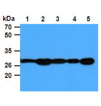 PGAM1 Antibody - The Cell lysates (40ug) were resolved by SDS-PAGE, transferred to PVDF membrane and probed with anti-human PGAM1 antibody (1:1000). Proteins were visualized using a goat anti-mouse secondary antibody conjugated to HRP and an ECL detection system. Lane 1. : 293T cell lysate Lane 2. : Jurkat cell lysate Lane 3. : Raji cell lysate Lane 4. : A431 cell lysate Lane 5. : HeLa cell lysate