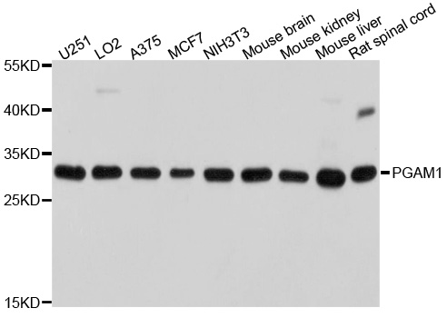PGAM1 Antibody - Western blot analysis of extracts of various cell lines.