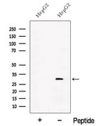 PGAM1 Antibody - Western blot analysis of extracts of HepG2 cells using PGAM1 antibody. The lane on the left was treated with blocking peptide.
