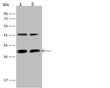 PGAM1 Antibody - Anti-PGAM1 rabbit polyclonal antibody at 1:500 dilution. Lane A: 293T Whole Cell Lysate. Lane B: U-251 MG Whole Cell Lysate. Lysates/proteins at 30 ug per lane. Secondary: Goat Anti-Rabbit IgG (H+L)/HRP at 1/10000 dilution. Developed using the ECL technique. Performed under reducing conditions. Predicted band size: 29 kDa. Observed band size: 29 kDa.
