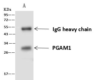 PGAM1 Antibody - PGAM1 was immunoprecipitated using: Lane A: 0.5 mg 293T Whole Cell Lysate. 4 uL anti-PGAM1 rabbit polyclonal antibody and 60 ug of Immunomagnetic beads Protein A/G. Primary antibody: Anti-PGAM1 rabbit polyclonal antibody, at 1:100 dilution. Secondary antibody: Goat Anti-Rabbit IgG (H+L)/HRP at 1/10000 dilution. Developed using the ECL technique. Performed under reducing conditions. Predicted band size: 29 kDa. Observed band size: 29 kDa.