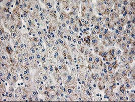 PGAM2 Antibody - IHC of paraffin-embedded Human liver tissue using anti-PGAM2 mouse monoclonal antibody.