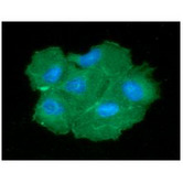 PGAM2 Antibody - ICC/IF analysis of PGAM2 in Hep3B cells line, stained with DAPI (Blue) for nucleus staining and monoclonal anti-human PGAM2 antibody (1:100) with goat anti-mouse IgG-Alexa fluor 488 conjugate (Green).