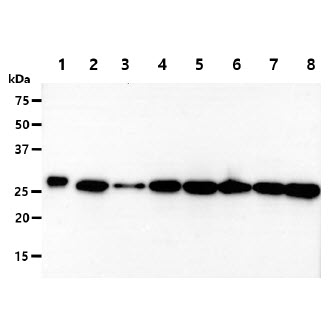 PGAM2 Antibody - The recombinant protein (50ng) and cell lysates (40ug) were resolved by SDS-PAGE, transferred to PVDF membrane and probed with anti-human PGAM2 antibody (1:1000). Proteins were visualized using a goat anti-mouse secondary antibody conjugated to HRP and an ECL detection system. Lane 1. : Recombnant protein (50ng) Lane 2. : HeLa cell lysate Lane 3. : HepG2 cell lysate Lane 4. : 293T cell lysate Lane 5. : Jurkat cell lysate Lane 6. : NIH3T3 cell lysate Lane 7. : A549 cell lysate Lane 8. : MCF7 cell lysate