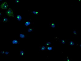 PGAM2 Antibody - Anti-PGAM2 mouse monoclonal antibody immunofluorescent staining of COS7 cells transiently transfected by pCMV6-ENTRY PGAM2.