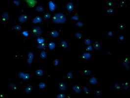 PGAM2 Antibody - Anti-PGAM2 mouse monoclonal antibody immunofluorescent staining of COS7 cells transiently transfected by pCMV6-ENTRY PGAM2.