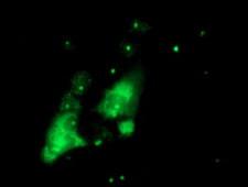 PGAM2 Antibody - Anti-PGAM2 mouse monoclonal antibody immunofluorescent staining of COS7 cells transiently transfected by pCMV6-ENTRY PGAM2.