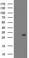 PGAM2 Antibody - HEK293T cells were transfected with the pCMV6-ENTRY control (Left lane) or pCMV6-ENTRY PGAM2 (Right lane) cDNA for 48 hrs and lysed. Equivalent amounts of cell lysates (5 ug per lane) were separated by SDS-PAGE and immunoblotted with anti-PGAM2.