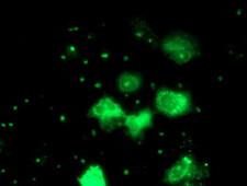 PGAM2 Antibody - Anti-PGAM2 mouse monoclonal antibody immunofluorescent staining of COS7 cells transiently transfected by pCMV6-ENTRY PGAM2.