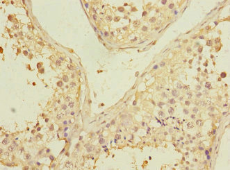 PGAM2 Antibody - Immunohistochemistry of paraffin-embedded human testis tissue at dilution 1:100