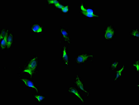 PGAM5 Antibody - Immunofluorescent analysis of Hela cells using CSB-PA839336LA01HU at a dilution of 1:100 and Alexa Fluor 488-congugated AffiniPure Goat Anti-Rabbit IgG(H+L)