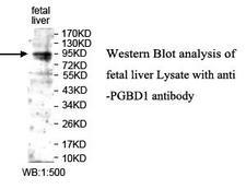 PGBD1 Antibody