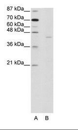 PGBD1 Antibody - A: Marker, B: HepG2 Cell Lysate.  This image was taken for the unconjugated form of this product. Other forms have not been tested.