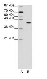 PGBD1 Antibody - A: Marker, B: HepG2 Cell Lysate.  This image was taken for the unconjugated form of this product. Other forms have not been tested.