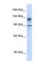 PGBD1 Antibody - PGBD1 antibody Western blot of 293T cell lysate. This image was taken for the unconjugated form of this product. Other forms have not been tested.