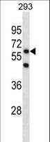 PGBD3 Antibody - PGBD3 Antibody western blot of 293 cell line lysates (35 ug/lane). The PGBD3 antibody detected the PGBD3 protein (arrow).