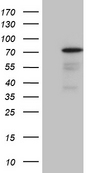 PGBD3 Antibody - HEK293T cells were transfected with the pCMV6-ENTRY control. (Left lane) or pCMV6-ENTRY PGBD3. (Right lane) cDNA for 48 hrs and lysed. Equivalent amounts of cell lysates. (5 ug per lane) were separated by SDS-PAGE and immunoblotted with anti-PGBD3. (1:2000)