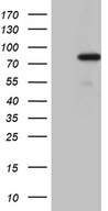 PGBD3 Antibody - HEK293T cells were transfected with the pCMV6-ENTRY control. (Left lane) or pCMV6-ENTRY PGBD3. (Right lane) cDNA for 48 hrs and lysed. Equivalent amounts of cell lysates. (5 ug per lane) were separated by SDS-PAGE and immunoblotted with anti-PGBD3. (1:2000)