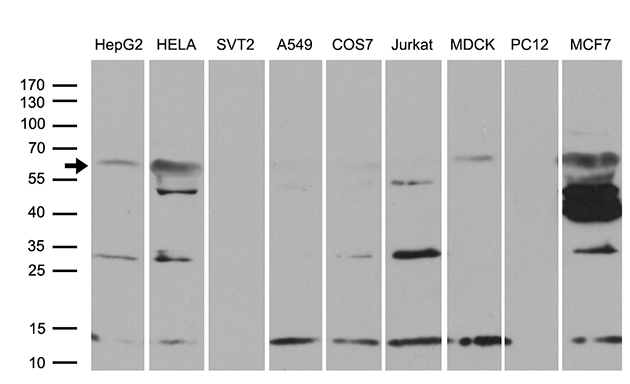 PGBD3 Antibody - Western blot analysis of extracts. (35ug) from 9 different cell lines by using anti-PGBD3 monoclonal antibody. (1:500)