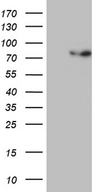 PGBD3 Antibody - HEK293T cells were transfected with the pCMV6-ENTRY control. (Left lane) or pCMV6-ENTRY PGBD3. (Right lane) cDNA for 48 hrs and lysed
