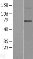 PGBD3 Protein - Western validation with an anti-DDK antibody * L: Control HEK293 lysate R: Over-expression lysate