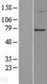 PGBD3 Protein - Western validation with an anti-DDK antibody * L: Control HEK293 lysate R: Over-expression lysate
