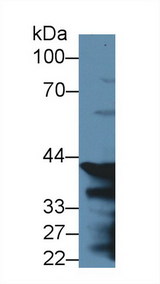 PGC / Pepsin C Antibody - Western Blot; Sample: Mouse Stomach lysate; ;Primary Ab: 2µg/ml Rabbit Anti-Rat PGC Antibody;Second Ab: 0.2µg/mL HRP-Linked Caprine Anti-Rabbit IgG Polyclonal Antibody;