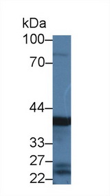 PGC / Pepsin C Antibody - Western Blot; Sample: Rat Stomach lysate; Primary Ab: 3µg/ml Rabbit Anti-Mouse PGC Antibody Second Ab: 0.2µg/mL HRP-Linked Caprine Anti-Rabbit IgG Polyclonal Antibody