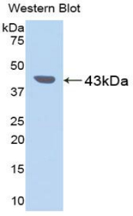 PGC / Pepsin C Antibody - Western blot of recombinant PGC / Pepsin C.  This image was taken for the unconjugated form of this product. Other forms have not been tested.