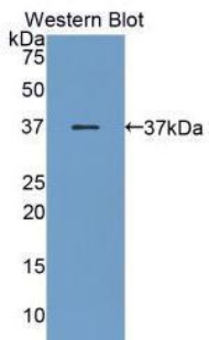 PGC / Pepsin C Antibody - Western blot of recombinant PGC / Pepsin C.  This image was taken for the unconjugated form of this product. Other forms have not been tested.