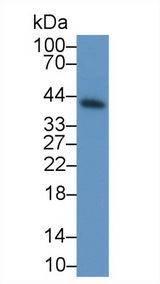 PGC / Pepsin C Antibody - Western Blot; Sample: Human Serum; Primary Ab: 0.25µg/ml Rabbit Anti-Human PGC Antibody Second Ab: 0.2µg/mL HRP-Linked Caprine Anti-Rabbit IgG Polyclonal Antibody