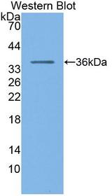PGC / Pepsin C Antibody - Western Blot; Sample: Recombinant protein.