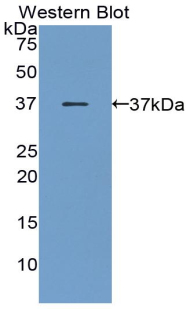 PGC / Pepsin C Antibody - Western blot of recombinant PGC / Pepsin C.  This image was taken for the unconjugated form of this product. Other forms have not been tested.