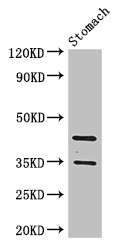 PGC / Pepsin C Antibody - Western Blot Positive WB detected in: Mouse stomach tissue All lanes: PGC antibody at 3.4µg/ml Secondary Goat polyclonal to rabbit IgG at 1/50000 dilution Predicted band size: 43, 35 kDa Observed band size: 43, 35 kDa